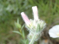 Convolvulus lanuginosus