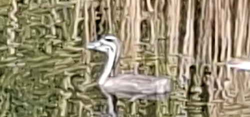 iNaturalist image