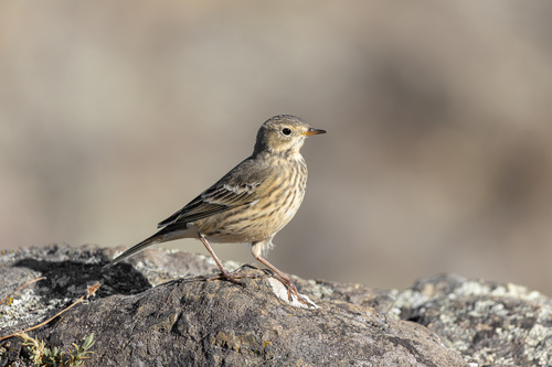 American Pipit