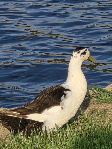 iNaturalist image