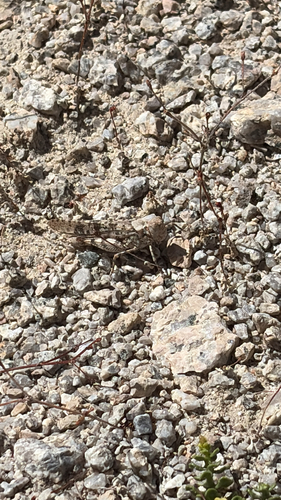 Pallid-winged Grasshopper