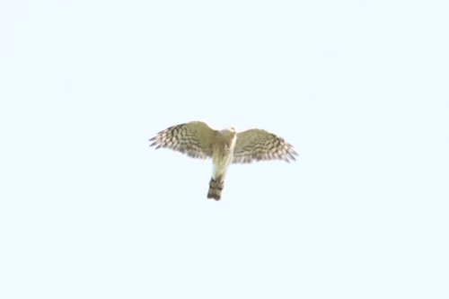 Sharp-shinned Hawk