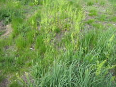 Thlaspi arvense