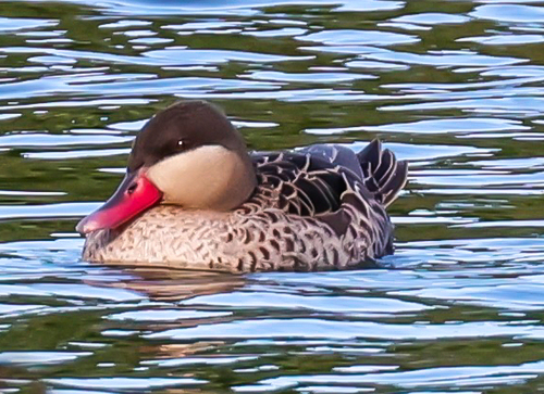iNaturalist: (c) dave5hoar, some rights reserved (CC BY-NC), uploaded by dave5hoar iNaturalist image
