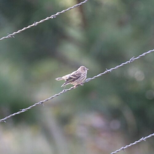 Pine Siskin