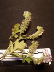 Phacelia cicutaria hispida