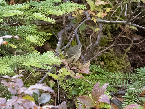 Ruby-crowned Kinglet