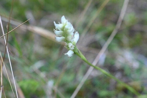 Spiranthes romanzoffiana, photograph 6