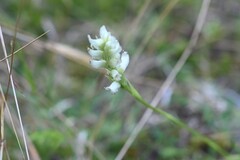 Spiranthes romanzoffiana, photograph (c) Rostyslav Yurechko, some rights reserved (CC BY)