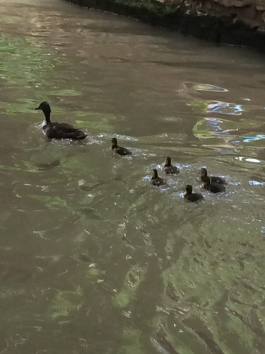 iNaturalist image
