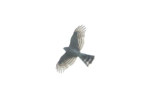 Sharp-shinned Hawk