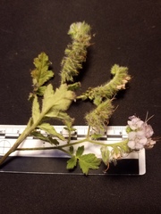 Phacelia cicutaria hispida