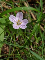 Claytonia lanceolata