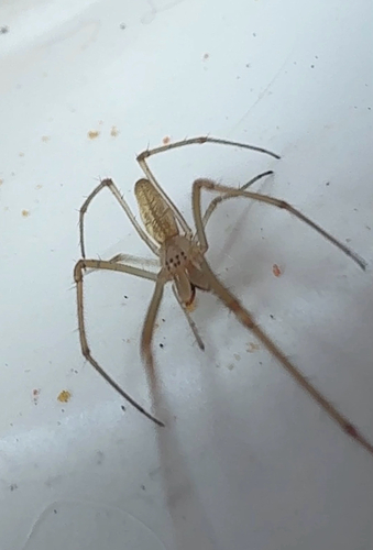 Silver Long-jawed Orbweaver