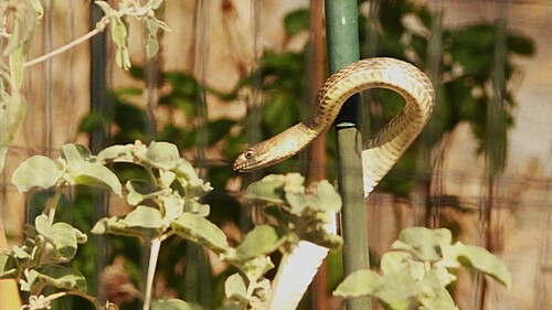 Common Coachwhip