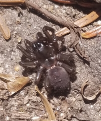 Antrodiaetus unicolor