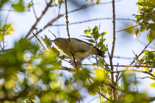 Acanthiza murina, 2026-07-14