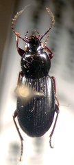 Pterostichus patruelis