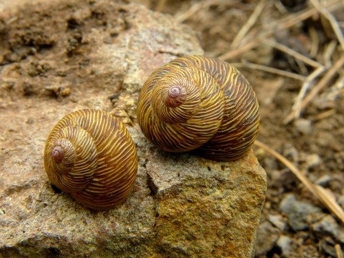 Leptaxis nivosa