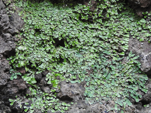 Plagiochasma rupestre