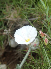 Convolvulus lanuginosus