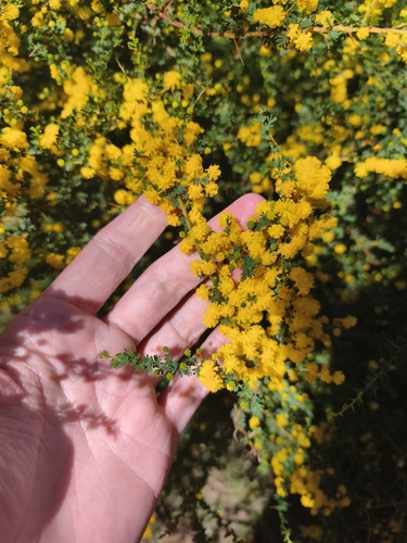 Acacia pulchella, photograph 5