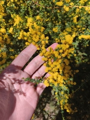 Acacia pulchella, photograph author not stated, no rights reserved