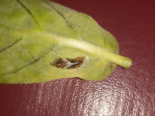Dideopsis aegrota