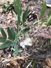 Lathyrus lanszwertii