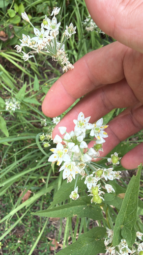Garlic Chives