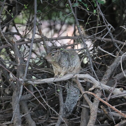 Rock Squirrel