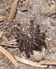 Antrodiaetus unicolor