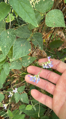 American hog-peanut