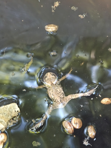 Boreal Digging Frog
