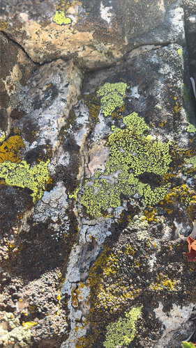 iNaturalist observation photo of Map Lichens