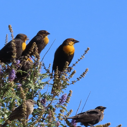 Yellow-headed Blackbird