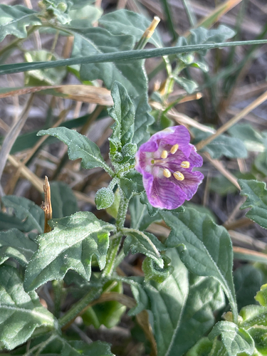 purple groundcherry