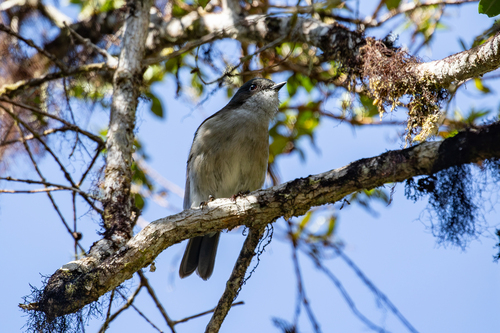 Pachycephala modesta observed 2026-07-14