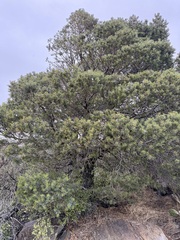 (c) Henrik Kibak, some rights reserved (CC BY) Pinus quadrifolia, photograph (c) Henrik Kibak, some rights reserved (CC BY)