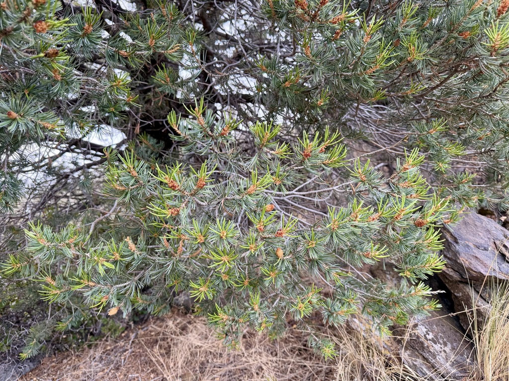 Pinus quadrifolia; photograph (c) Henrik Kibak, some rights reserved (CC BY)