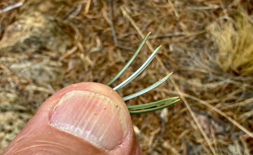 Pinus quadrifolia, photograph 2