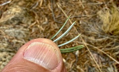 (c) Henrik Kibak, some rights reserved (CC BY) Pinus quadrifolia, photograph (c) Henrik Kibak, some rights reserved (CC BY)