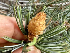 (c) Henrik Kibak, some rights reserved (CC BY) Pinus quadrifolia, photograph (c) Henrik Kibak, some rights reserved (CC BY)