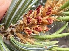 (c) Henrik Kibak, some rights reserved (CC BY) Pinus quadrifolia, photograph (c) Henrik Kibak, some rights reserved (CC BY)