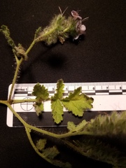 Phacelia cicutaria hispida