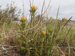 Castilleja applegatei pinetorum