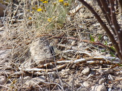 Aspidoscelis gularis