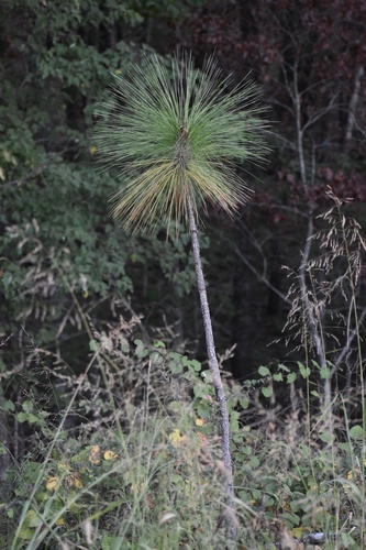 Pinus palustris, photograph 5