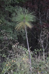 Pinus palustris, photograph (c) northerly, some rights reserved (CC BY)