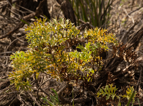 Grevillea bipinnatifida, photograph 4